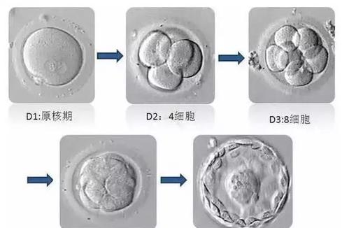 3bb4bc囊胚質(zhì)量怎么樣？